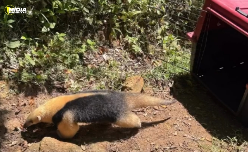 Resgate de tamanduá mobiliza Polícia Militar Ambiental