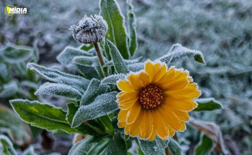 Paraná registra o amanhecer mais frio de 2026 com temperaturas negativas
