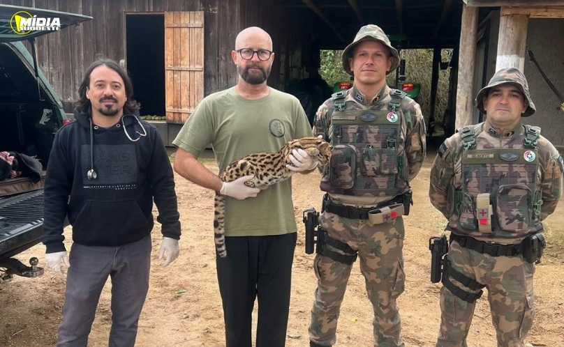 Felino silvestre é capturado em área rural após atacar aves domésticas
