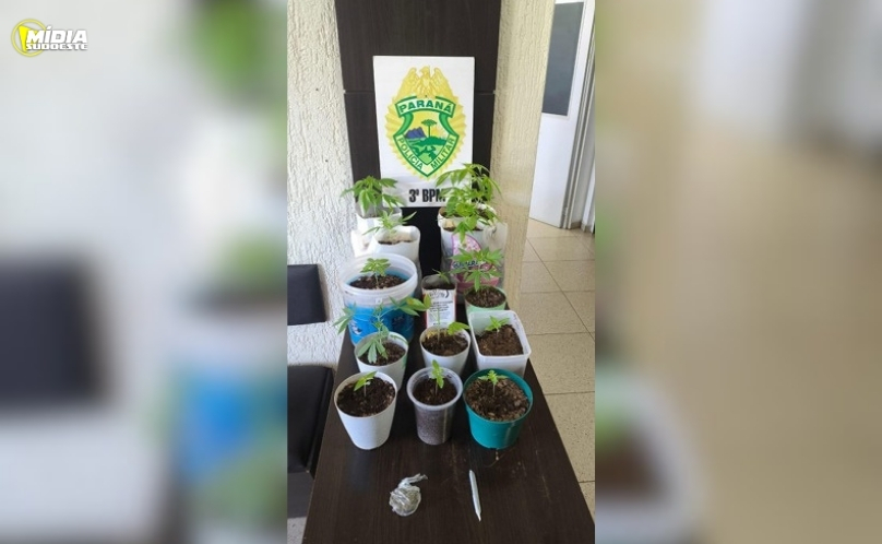 Polícia Militar localiza pés de maconha próximos de escola em Pato Branco