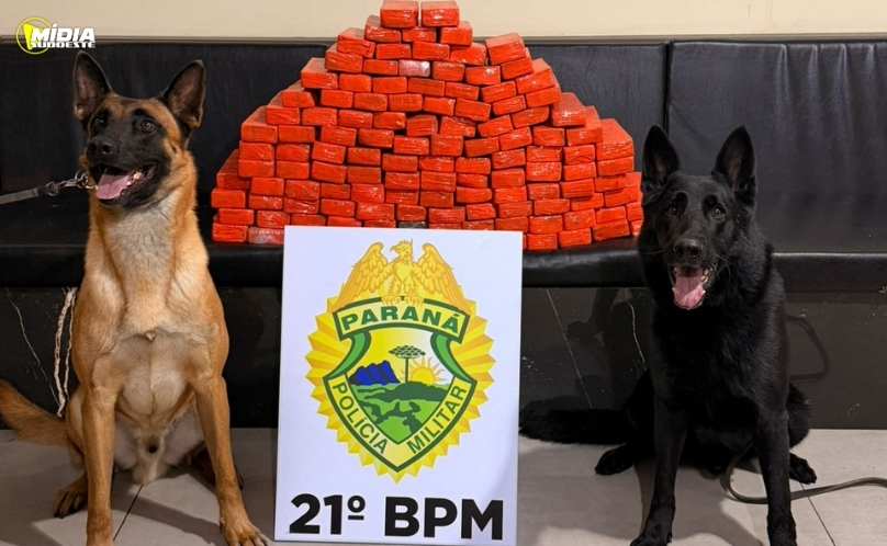 ROTAM e Canil apreendem mais de 77 quilos de maconha em transportadora