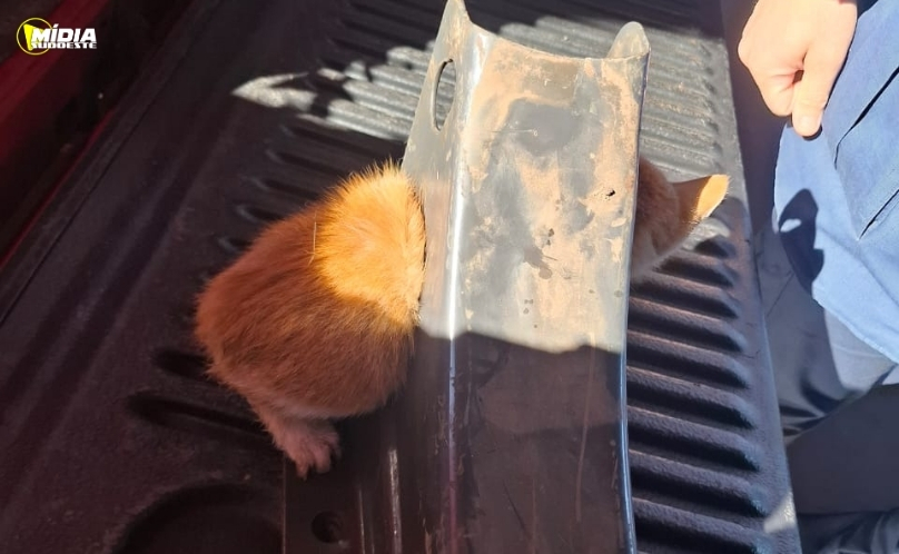 Filhote de gato é salvo após ficar com a cabeça presa em estrutura de ferro