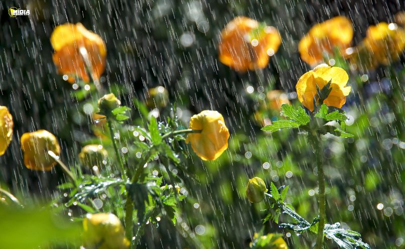 Frio perde força e chuva volta ao Paraná