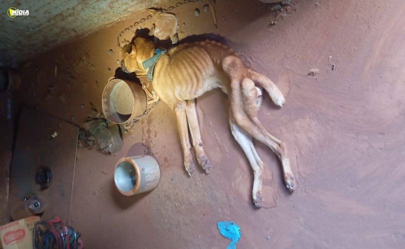 Homem é preso após deixar cachorro em estado de inanição extrema