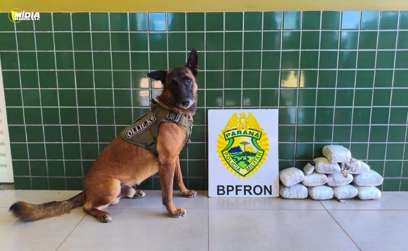Cão farejador encontra 6 kg de haxixe e mulher é presa