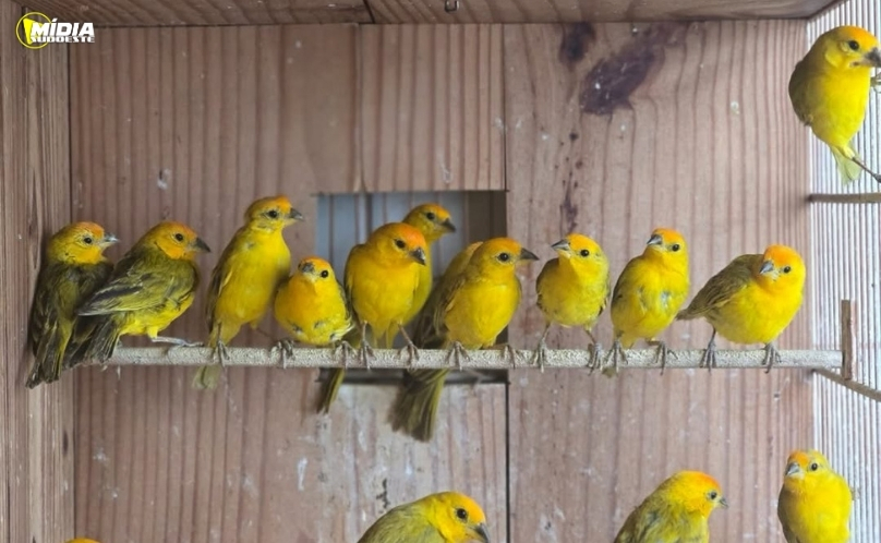 Polícia Ambiental apreende mais de 100 aves mantidas ilegalmente