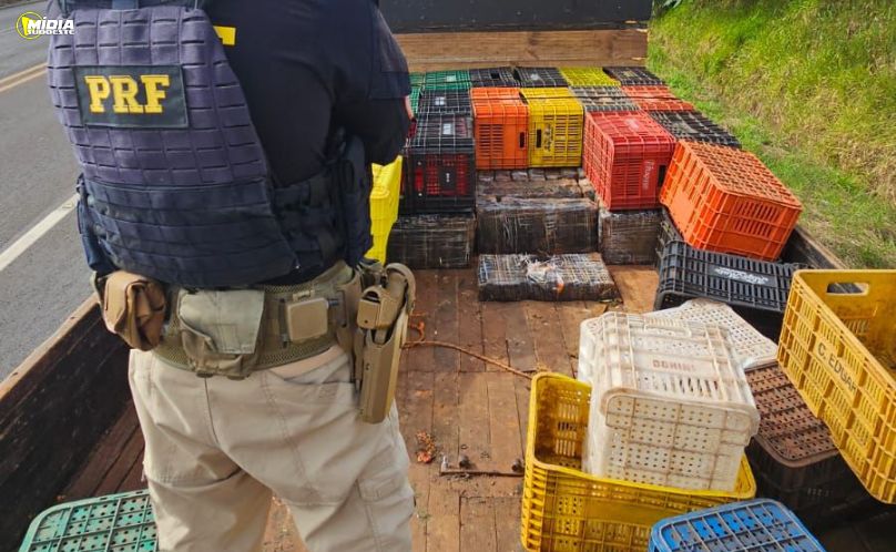 PRF apreende quase uma tonelada de maconha