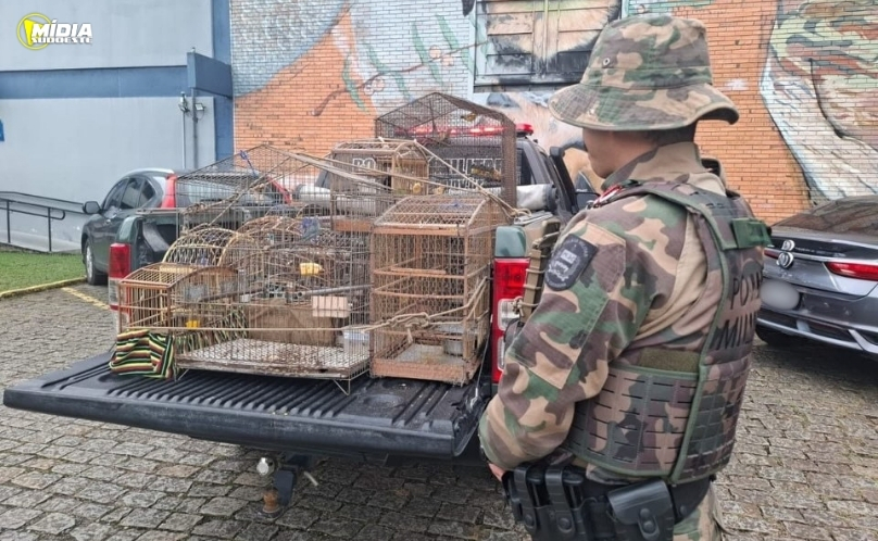 Polícia Ambiental apreende 33 aves mantidas ilegalmente em cativeiro