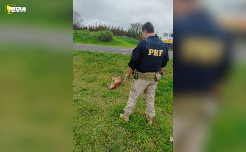 Onça-parda é resgatada após ser atropelada na BR-376