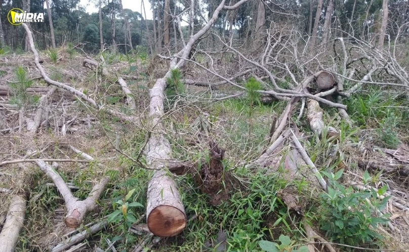 Desmatamento de 17 hectares gera R$ 181 mil em multas
