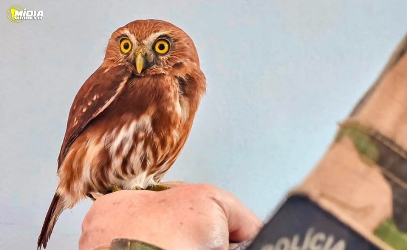Polícia Ambiental resgata corujinha-caburé encontrada em área urbana