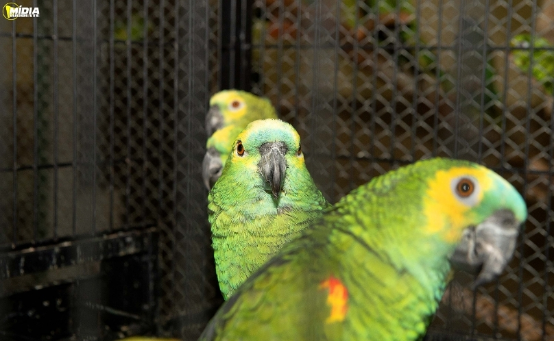 Voluntários auxiliam no cuidado de animais silvestres resgatados no Paraná