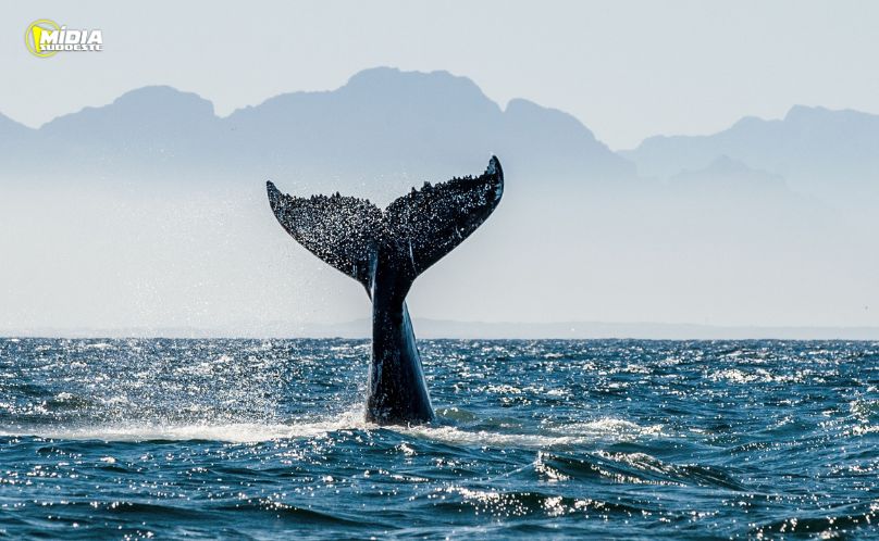 ONU alerta que oceanos estão mais quentes, mais altos e mais poluídos
