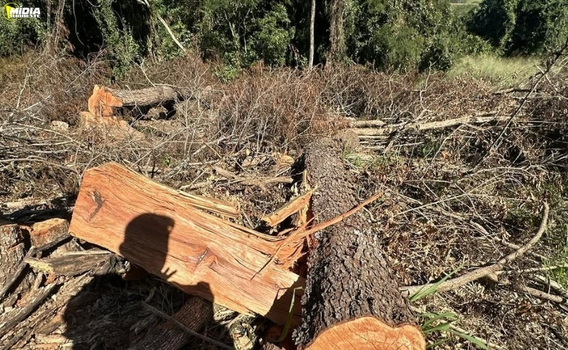Proprietário é autuado por destruir vegetação sem licença ambiental