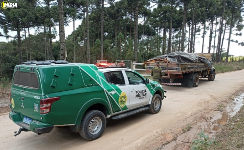 Operação revela corte ilegal de árvores protegidas em propriedade rural