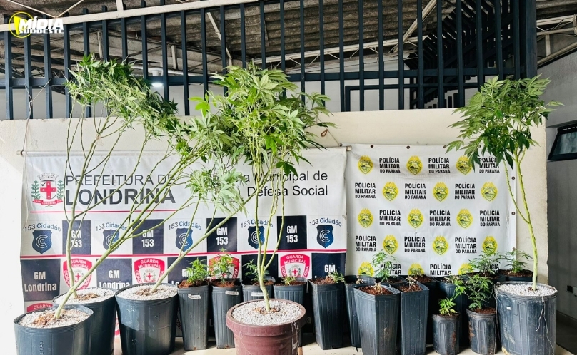 Denúncias levam PMPR a plantação de maconha e prisão de suspeito