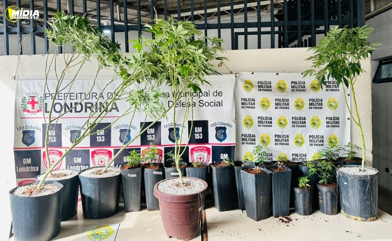PMPR apreende plantação de maconha e prende homem