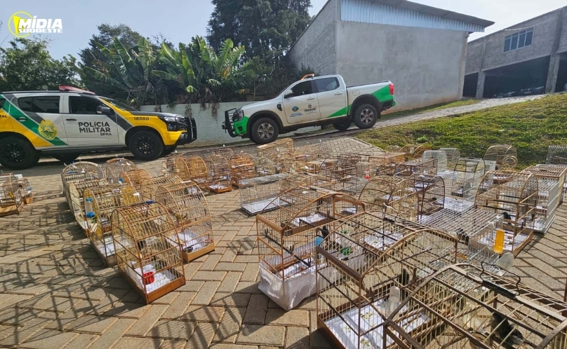 PMPR e IAT apreendem 95 aves e aplicam R$ 400 mil em multas