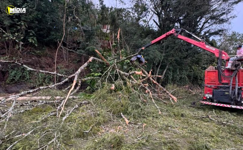 Árvore cai sobre rodovia e mobiliza Bombeiros