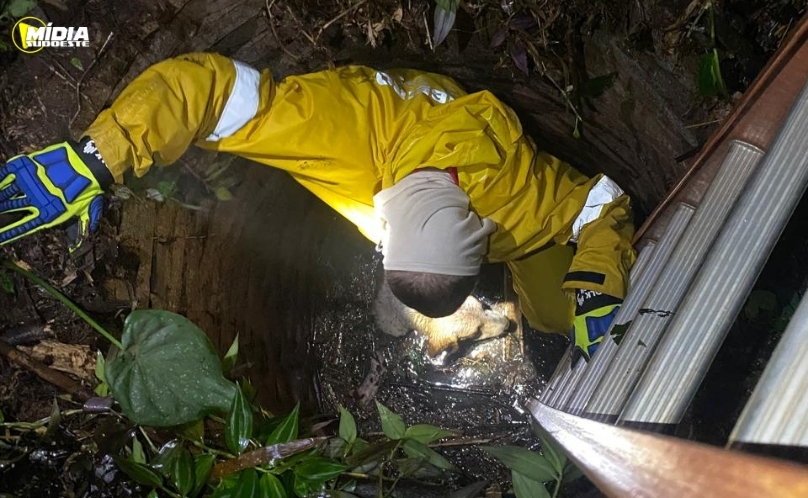 Cachorro com hipotermia é salvo após cair em poço