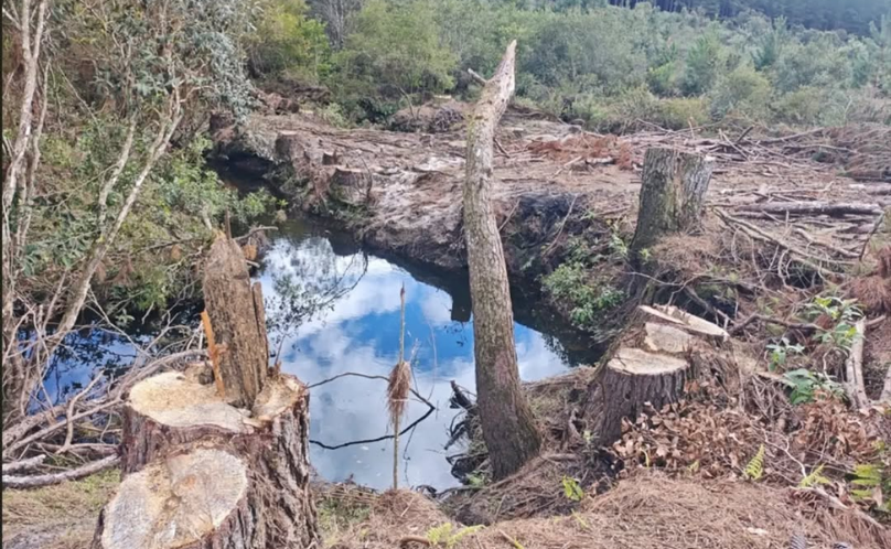 Corte ilegal de árvores em área protegida resulta em multa de R$ 260 mil