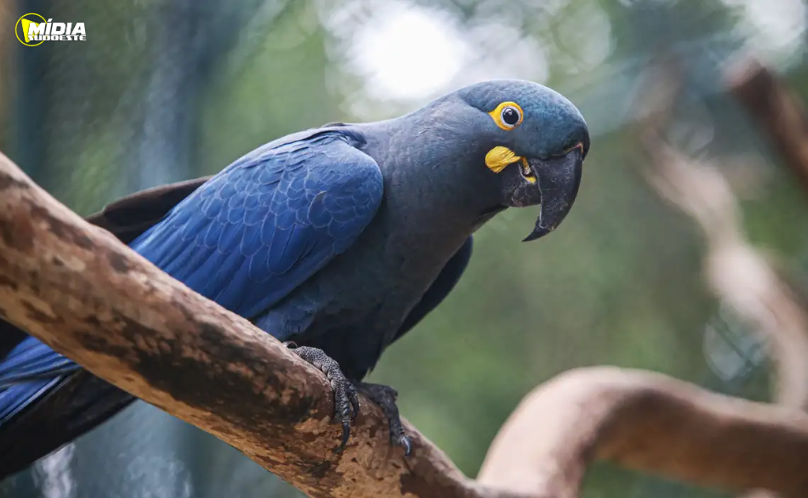Lista de fauna ameaçada tem 180 animais incluídos e 150 retirados