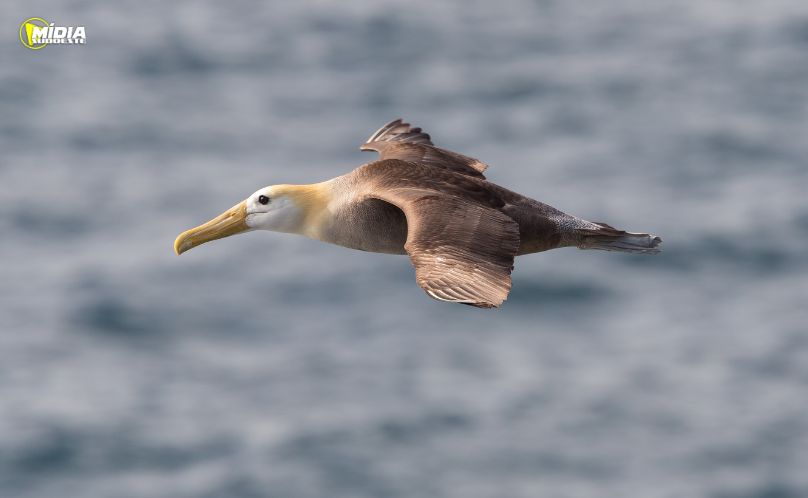 Pesca de espinhel ameaça albatrozes e preocupa pesquisadores