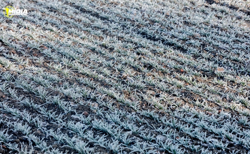 Frio intenso e geadas marcam a quinta-feira em todo o Paraná