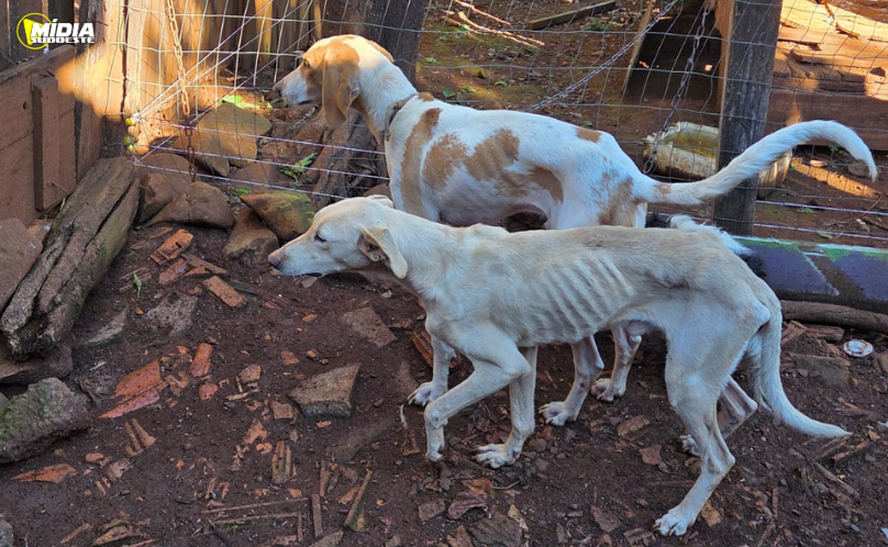 Homem é preso em flagrante por maus-tratos a seis cães