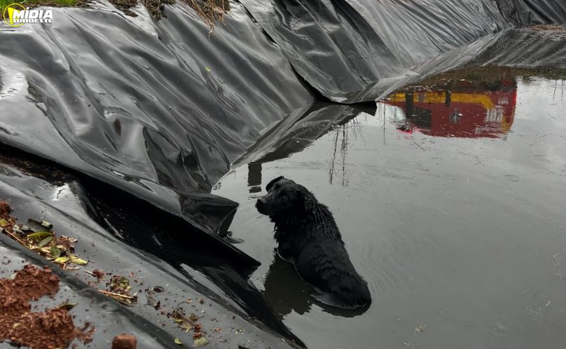 Cão é salvo após ficar preso em esterqueira no interior