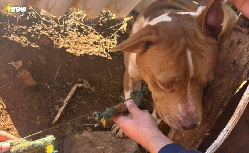 Cadela pitbull é recolhida após sucessivas denúncias de risco à população