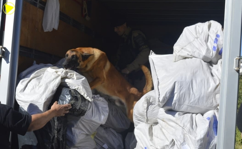 Cães farejadores auxiliam fiscalização da Operação Ágata em Manfrinópolis