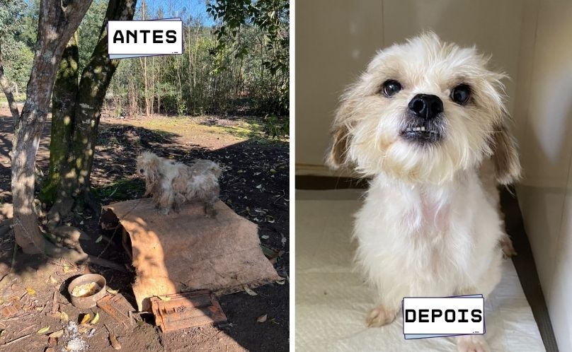PCPR e Defesa Animal prendem mulher por maus-tratos a cachorro 