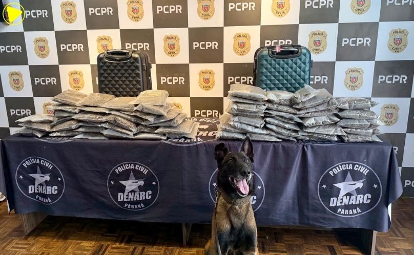 Cão de faro ajuda PCPR a apreender 13 quilos de capulho em Curitiba