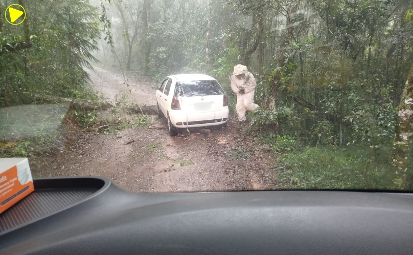 Carro fica preso em árvore caída e ocupante é atacado por abelhas em Vitorino
