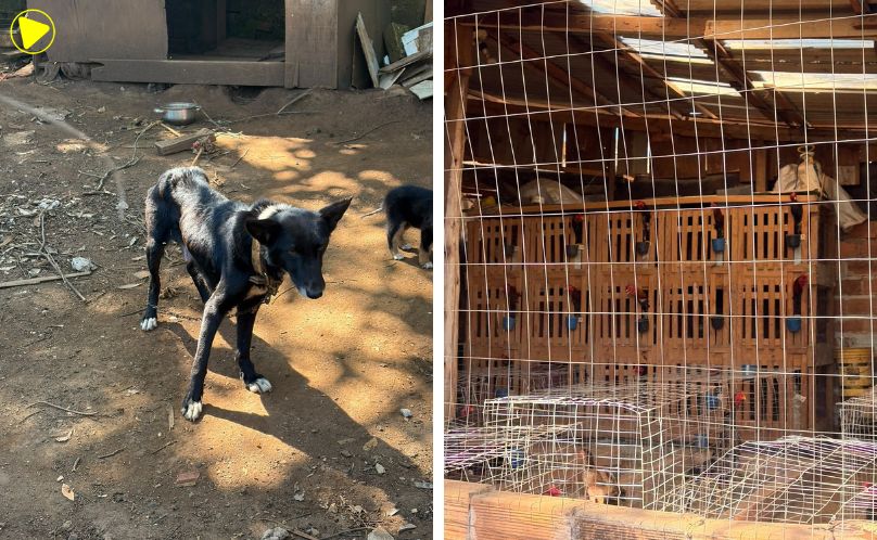 Homem é preso em flagrante por suspeita de maus-tratos a animais