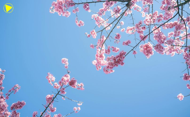 Primavera começa na terça-feira, 22 de setembro