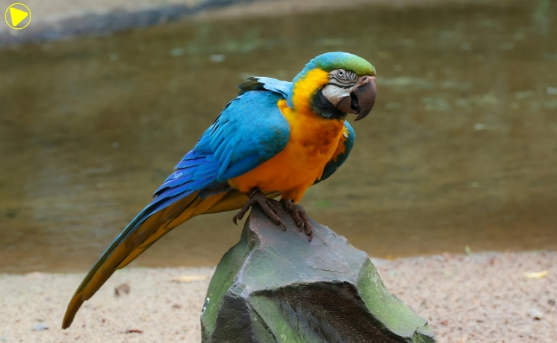 Nova lista aponta 1.279 espécies da fauna brasileira ameaçadas de extinção