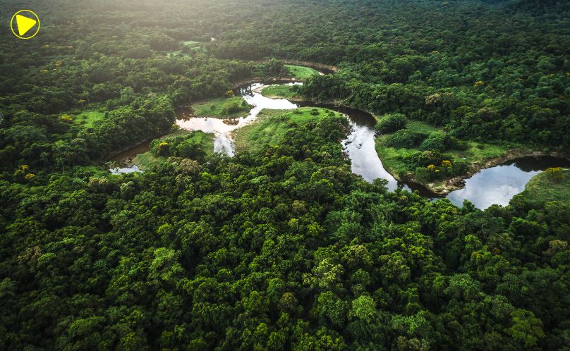 Mata Atlântica perde 9,7 milhões de hectares de vegetação