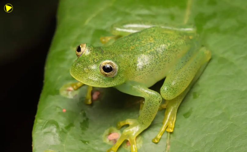 Nova espécie de rã-de-vidro é identificada no Cerrado