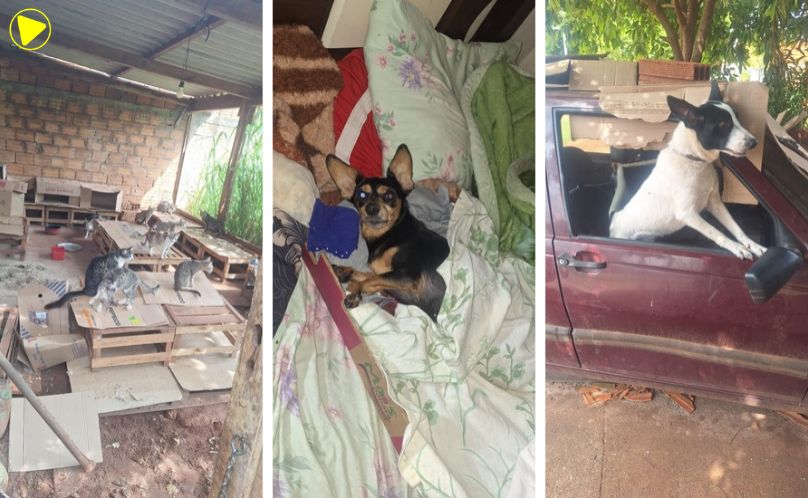 PCPR resgata 39 animais em ação contra maus-tratos