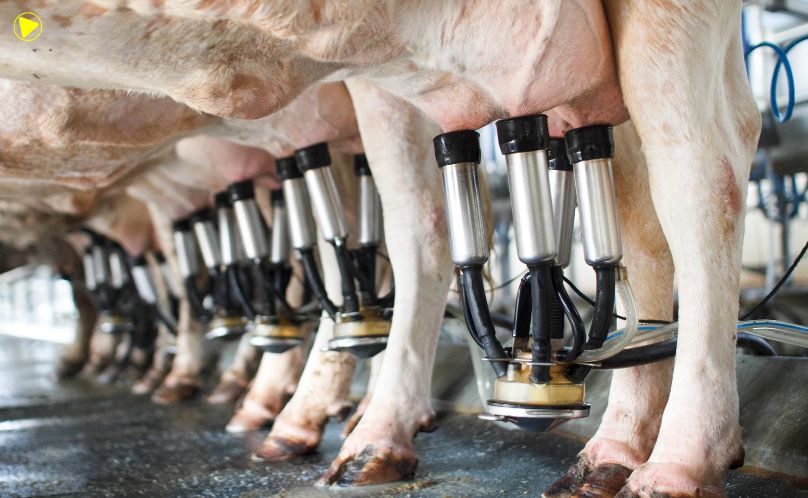 Produção de leite bate recorde no Brasil