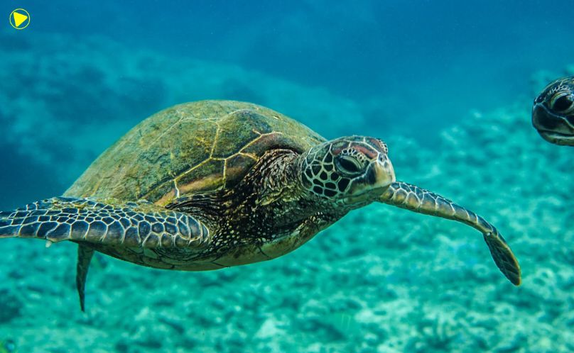 Pesquisa identifica semelhança entre bactérias de tartarugas-verdes e resíduos plásticos