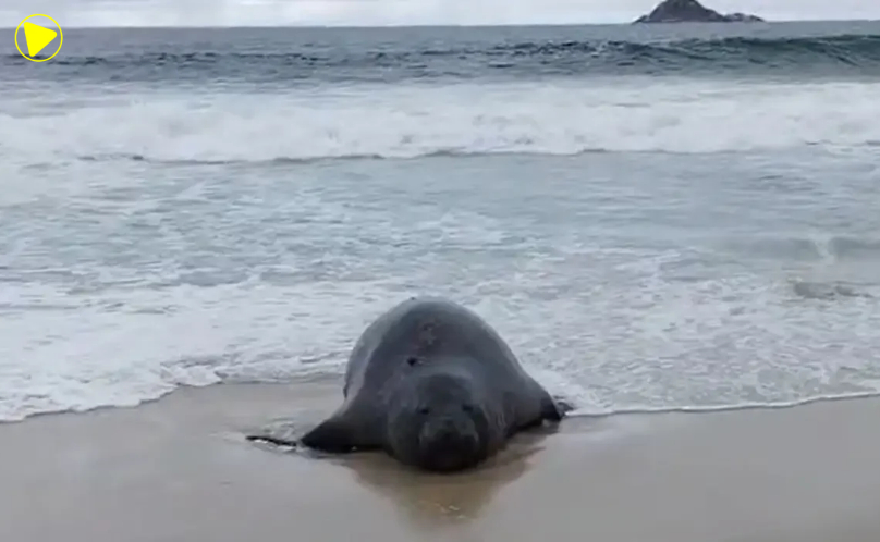 Elefante-marinho aparece em praia do Rio