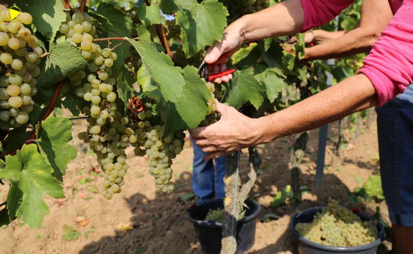 Exploração de trabalhadores rurais sustenta fruticultura bilionária