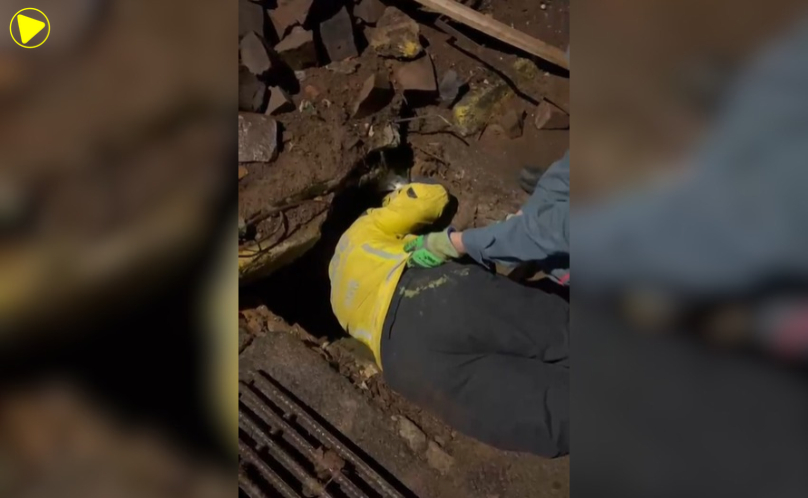 Bombeiros resgatam poodle preso em tubulação após duas horas de operação