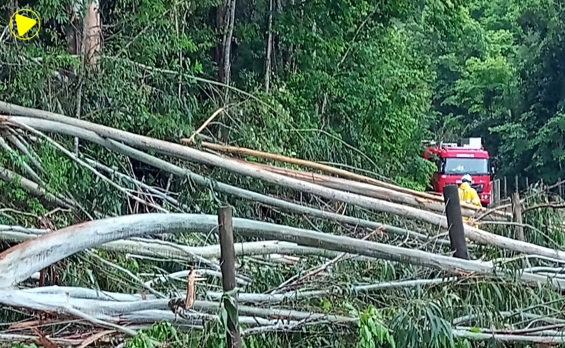 Bombeiros retiram cerca de 20 árvores que bloqueavam estrada