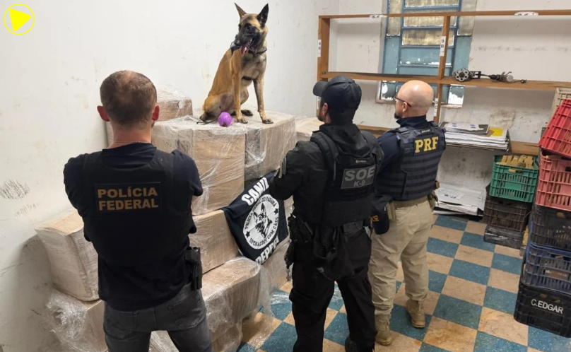 FICCO/PR apreende quase 1 tonelada de maconha na BR-277