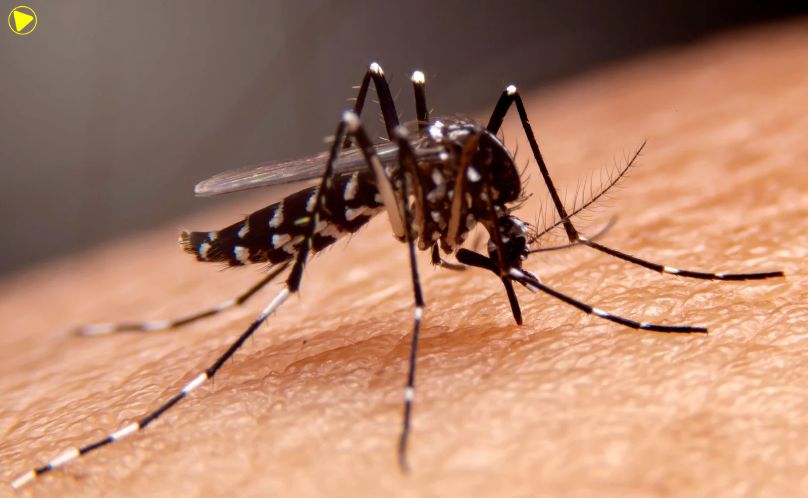 Aedes aegypti: quase metade dos municípios está em alerta