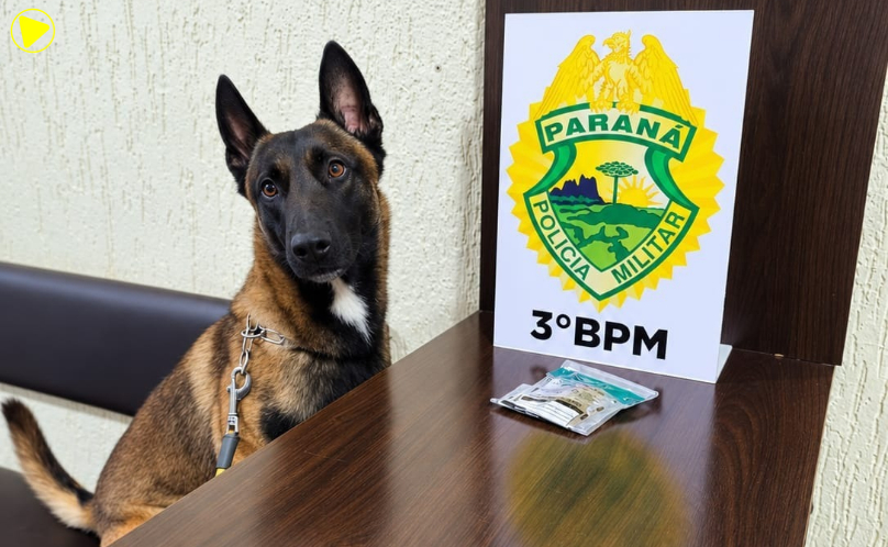 Cão policial encontra droga em mala de passageiro na rodoviária de Pato Branco